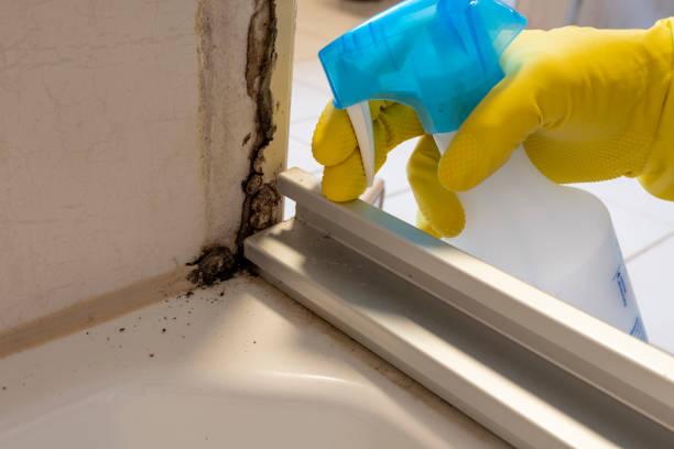 Best Basement Mold Remediation in Atlantic Beach, NY